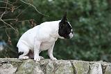 BOULEDOGUE FRANCAIS 1136